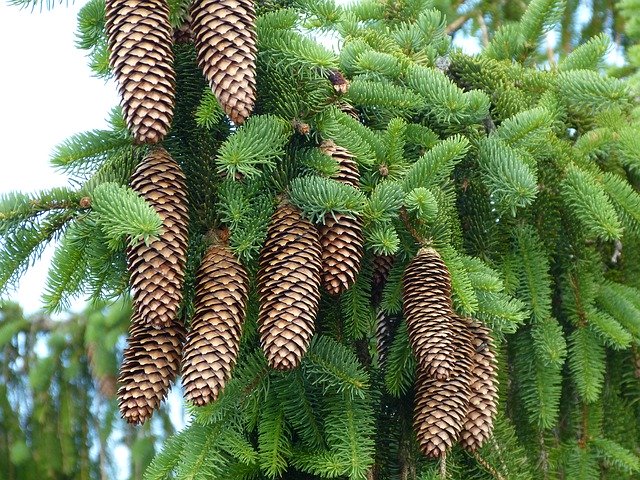 Free picture Pinecone Nature Coniferous Trees -  to be edited by GIMP free image editor by OffiDocs