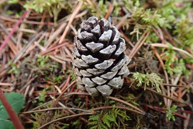 Free download Pinecone Pine Nature -  free photo or picture to be edited with GIMP online image editor