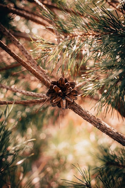 Free download pine cone pine pine needles needles free picture to be edited with GIMP free online image editor