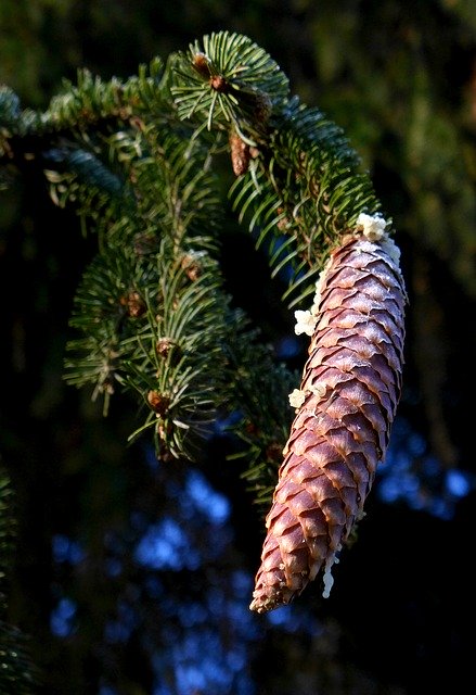 Free download Pine Cones Conifer Seeds free photo template to be edited with GIMP online image editor