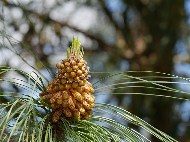 Free download Pine Cones Mediterranean Trees -  free photo or picture to be edited with GIMP online image editor