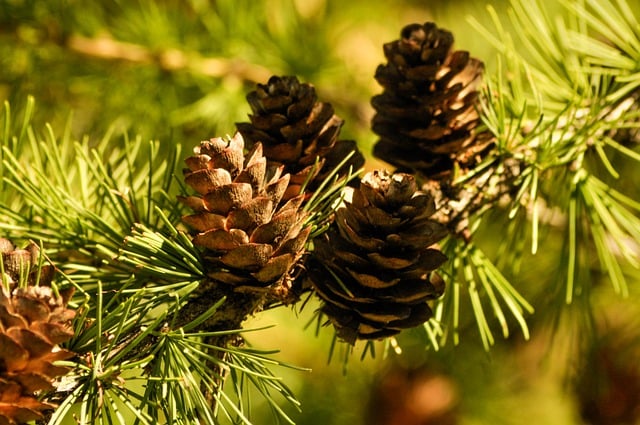 Free download pine cones pine tree evergreen free picture to be edited with GIMP free online image editor