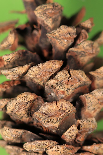 Free download pine cone spruce branch green free picture to be edited with GIMP free online image editor