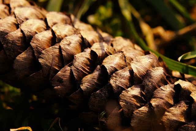 Free download pine cone spruce woods forest free picture to be edited with GIMP free online image editor