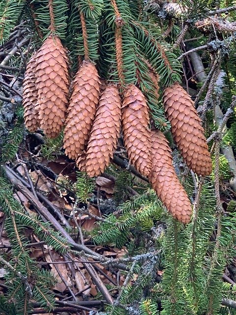 Free download Pine Cones Tap Conifer Red -  free photo or picture to be edited with GIMP online image editor