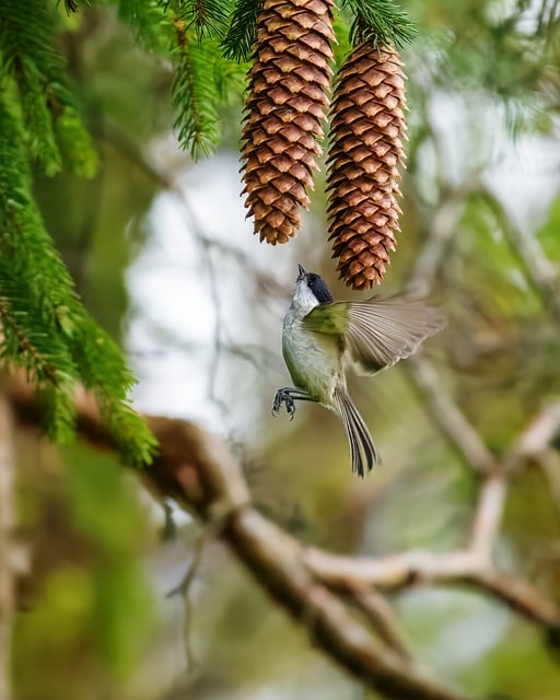 Free download pine cones tit bird songbird free picture to be edited with GIMP free online image editor