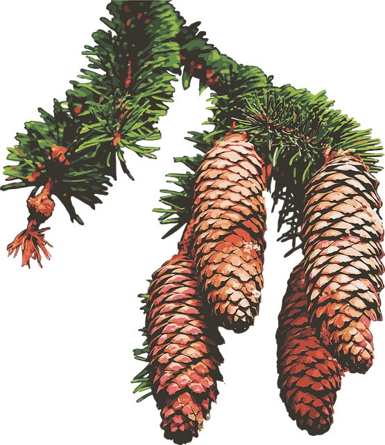 Free download Pine Cones Trees - Free vector graphic on Pixabay free illustration to be edited with GIMP free online image editor