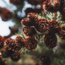 PINE CONE Theme  screen for extension Chrome web store in OffiDocs Chromium