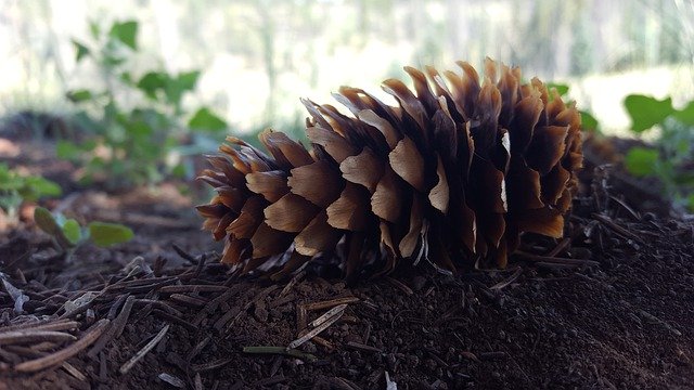 Unduh gratis Pine Cone Tree - foto atau gambar gratis untuk diedit dengan editor gambar online GIMP