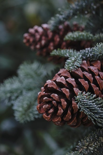 Free download pinecone tree fir tree snow winter free picture to be edited with GIMP free online image editor