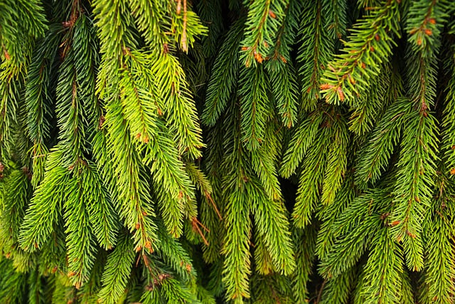 دانلود رایگان عکس سوزن شاخه های درخت کاج رایگان برای ویرایش با ویرایشگر تصویر آنلاین رایگان GIMP