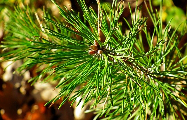Free download Pine Coniferous Green -  free photo or picture to be edited with GIMP online image editor