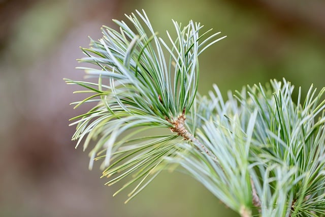 Free download pine conifer woods forest nature free picture to be edited with GIMP free online image editor