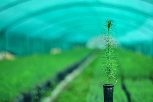 Free download pine forest plant planton pinus free picture to be edited with GIMP free online image editor