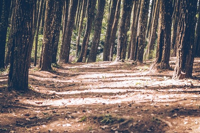 Безкоштовно завантажте Pine Forests Yogyakarta Nature - безкоштовну фотографію або малюнок для редагування за допомогою онлайн-редактора зображень GIMP