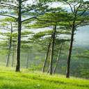 Pine forest wallpaper  screen for extension Chrome web store in OffiDocs Chromium