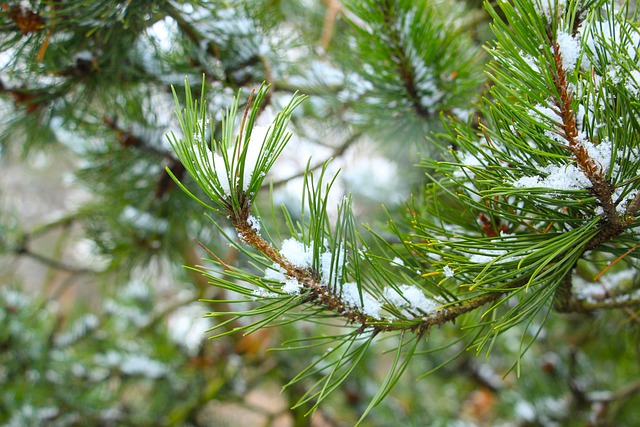 Free download pine frost branches pine needles free picture to be edited with GIMP free online image editor