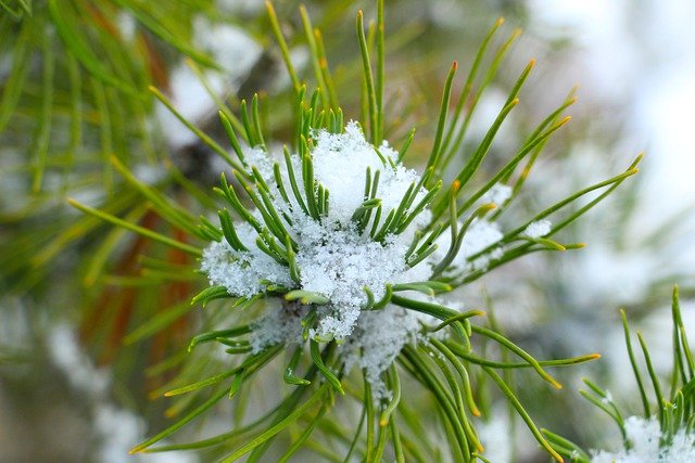 Gratis download pine frost branch dennennaalden gratis foto om te bewerken met GIMP gratis online afbeeldingseditor