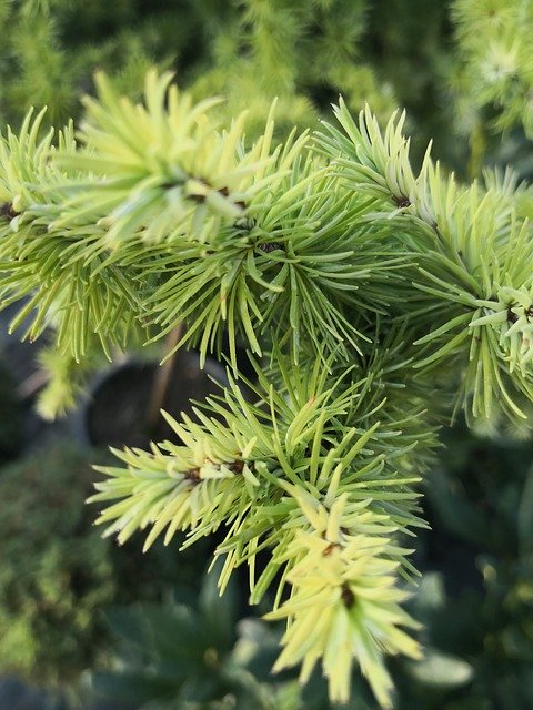 Free download Pine Green -  free photo or picture to be edited with GIMP online image editor
