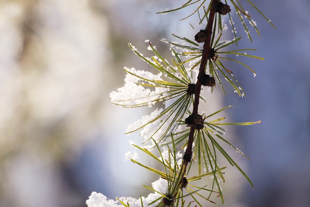 Free download pine iglak winter snow season free picture to be edited with GIMP free online image editor