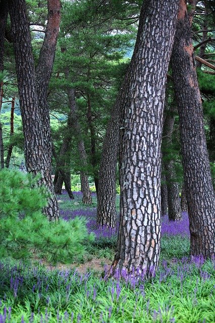 دانلود رایگان Pine Liriope Field - عکس یا تصویر رایگان قابل ویرایش با ویرایشگر تصویر آنلاین GIMP