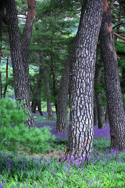 Free download Pine Liriope Field -  free photo or picture to be edited with GIMP online image editor