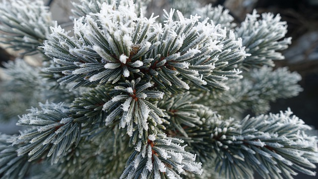 Free download pine needles frost winter cold free picture to be edited with GIMP free online image editor