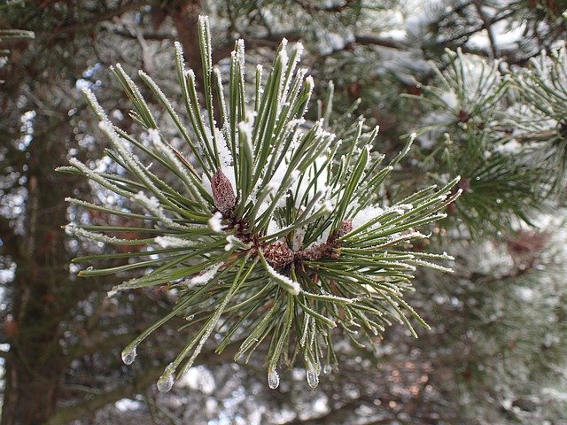 Free download Pine Needles Nature -  free photo or picture to be edited with GIMP online image editor