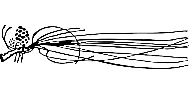 Free download Pine Needles Pinecone Cone - Free vector graphic on Pixabay free illustration to be edited with GIMP free online image editor