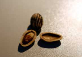 Free download Pine Nuts free photo or picture to be edited with GIMP online image editor