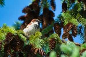 Free download Pine Sparrow free photo or picture to be edited with GIMP online image editor