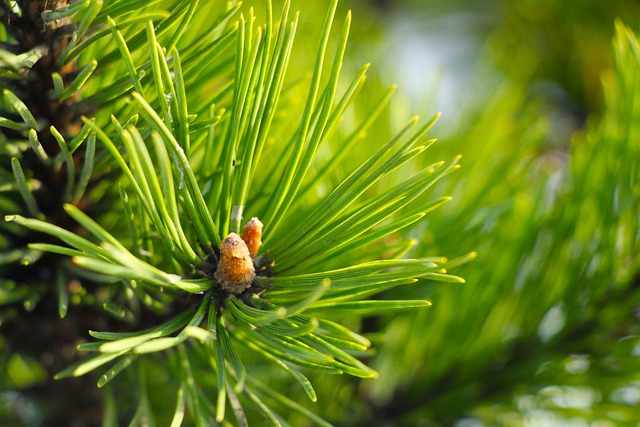 Free download pine sprig tree botany growth free picture to be edited with GIMP free online image editor