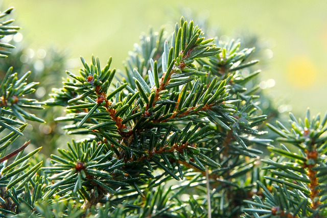 Free download pine spruce green botany growth free picture to be edited with GIMP free online image editor
