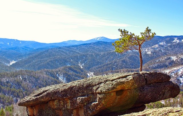 Descărcare gratuită Pine Stone Rocks - fotografie sau imagini gratuite pentru a fi editate cu editorul de imagini online GIMP