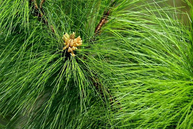 Free download pines tree plant leaves nature free picture to be edited with GIMP free online image editor