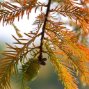 PINE THEME  screen for extension Chrome web store in OffiDocs Chromium