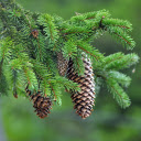 Pine tree branches  screen for extension Chrome web store in OffiDocs Chromium