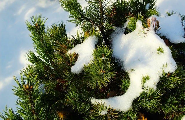 Free download pine tree forest winter season free picture to be edited with GIMP free online image editor