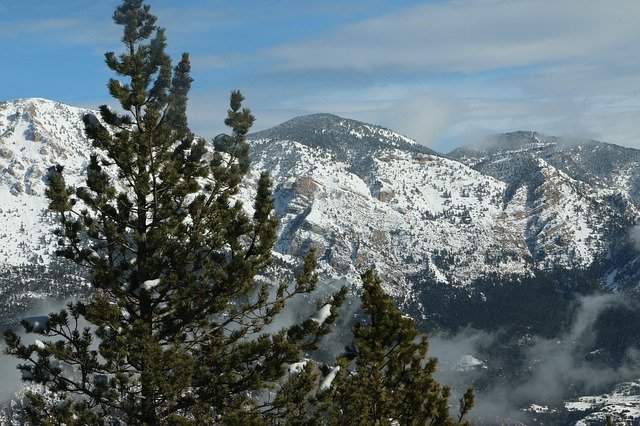 Téléchargement gratuit de Pine Tree Montania - photo ou image gratuite à modifier avec l'éditeur d'images en ligne GIMP