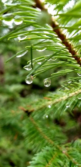 Free download Pine Tree Needles Close Up Water -  free photo or picture to be edited with GIMP online image editor