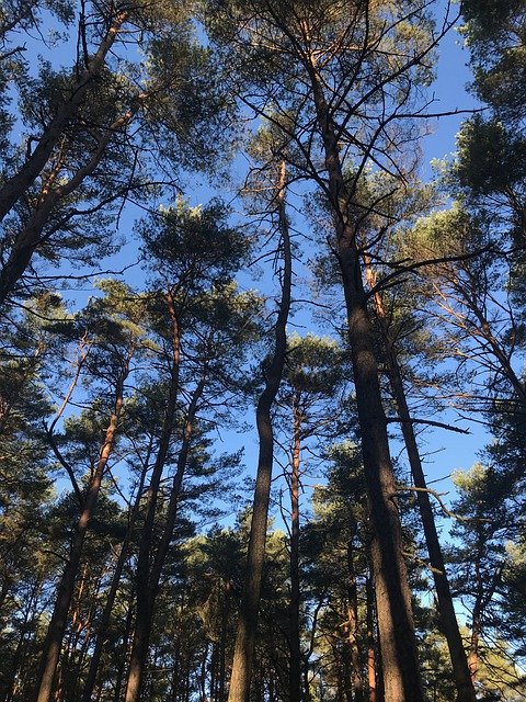 Free download Pine Trees Fir Tree -  free photo or picture to be edited with GIMP online image editor