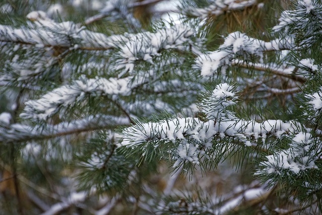 Free download pine trees winter trees free picture to be edited with GIMP free online image editor