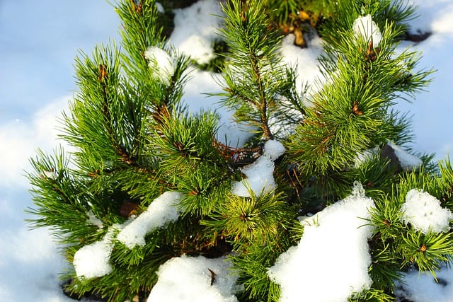 Free download pine twigs snow season winter free picture to be edited with GIMP free online image editor