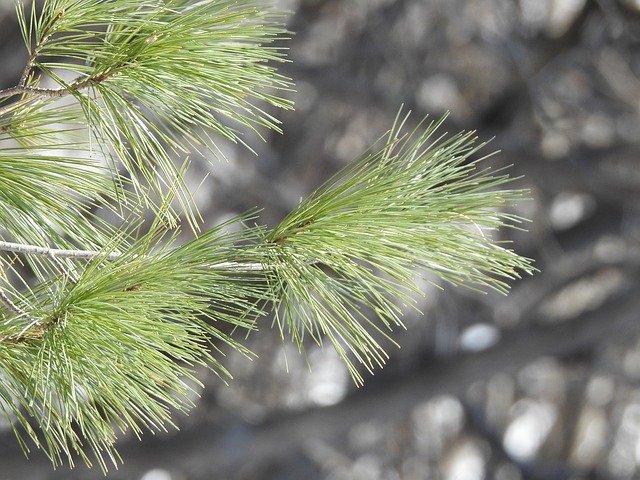 Kostenloser Download von Pine Winter Forest – kostenloses Foto oder Bild zur Bearbeitung mit dem Online-Bildeditor GIMP