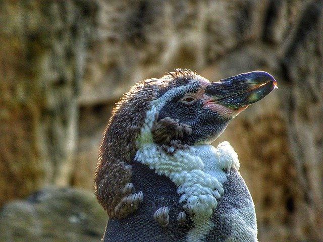 Unduh gratis Pinguin Zoo Wild - foto atau gambar gratis untuk diedit dengan editor gambar online GIMP