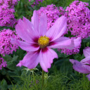 Pink and Purple Garden Flowers  screen for extension Chrome web store in OffiDocs Chromium
