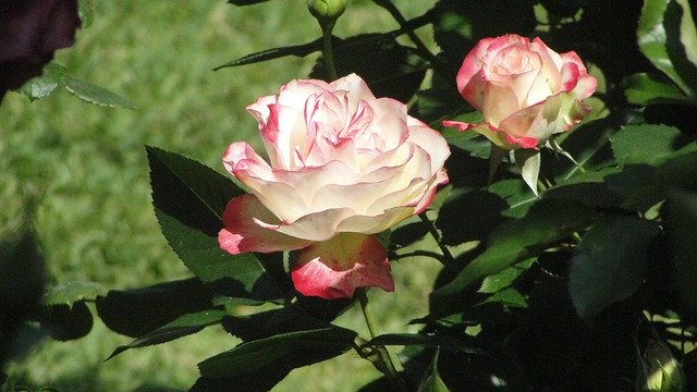 Download gratuito Rose di boccioli di rose rosa e bianche - foto o immagine gratuite da modificare con l'editor di immagini online di GIMP