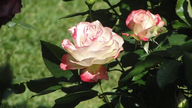 Free download Pink And White Rose Bud Roses -  free photo or picture to be edited with GIMP online image editor