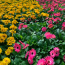 Pink and Yellow Daisy Flowers  screen for extension Chrome web store in OffiDocs Chromium