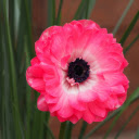 pink anemone  screen for extension Chrome web store in OffiDocs Chromium